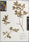 Foto von Salix monticola Bebb